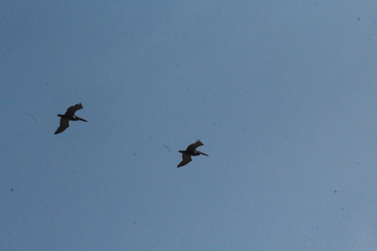 Flying in Succession - Cranes