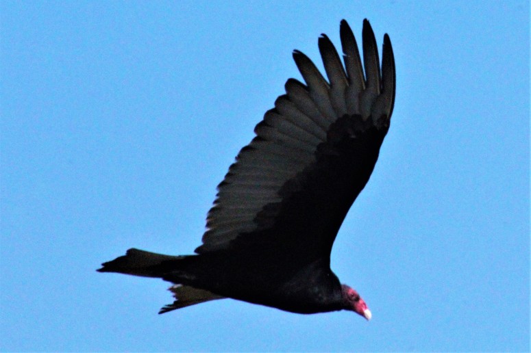 Hawk Profile - Flight